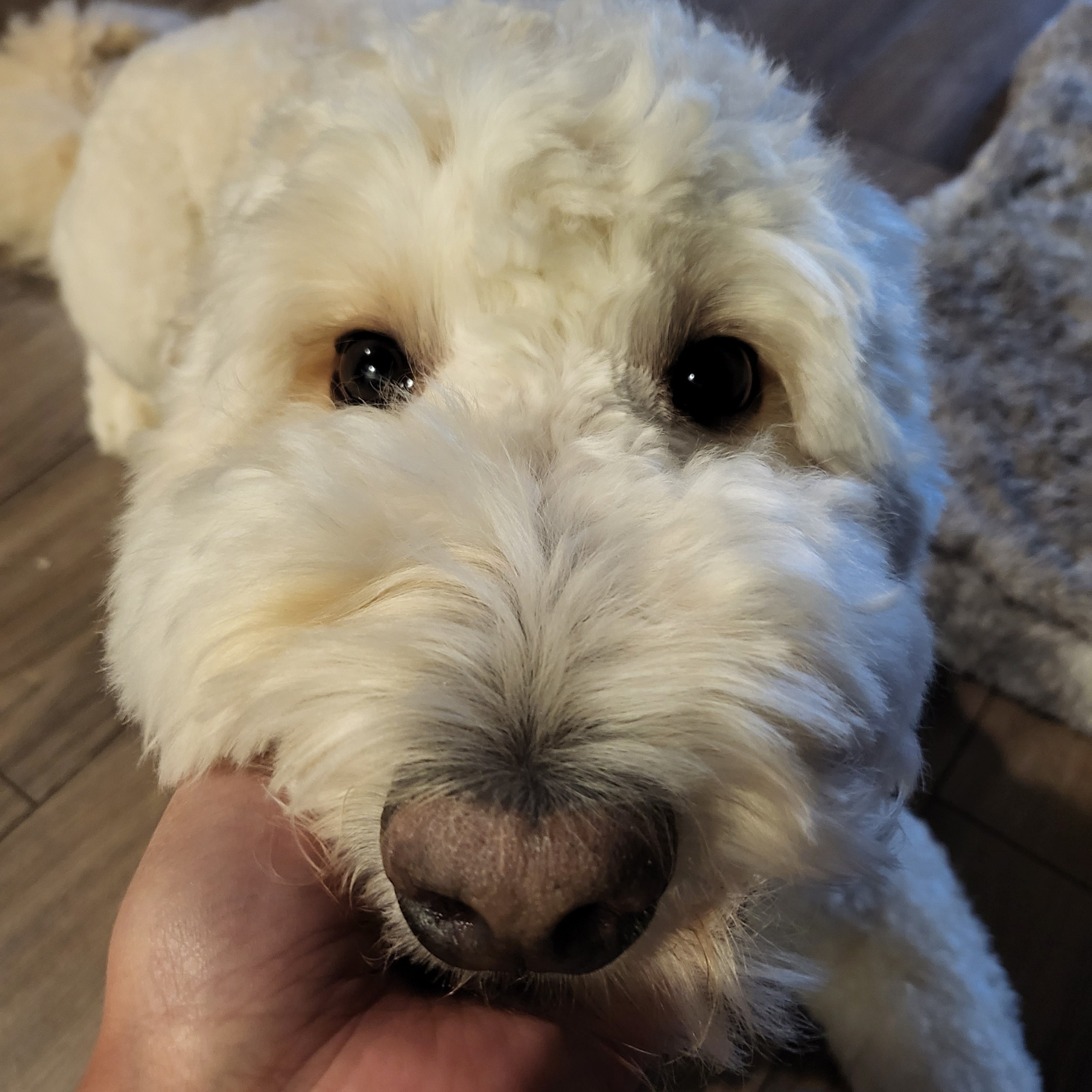 white goldendoodle dog